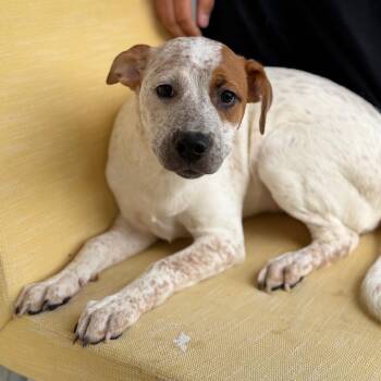 Tater Tot -  Pit Bull Terrier and Cattle Dog Dog Available for Adoption in Fort Smith, Arkansas - Tater Tot | PetCurious