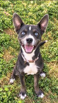 Blue -  Husky and American Staffordshire Terrier Dog for Adoption in Brookeville, Maryland - Blue | PetCurious