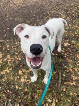 Rescue Mixed Breed Dogs for Adoption in Longmont, Colorado - Blueberry | PetCurious