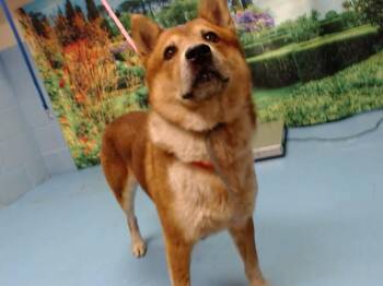 CHOW -  Chow Chow and Shiba Inu Dog for Adoption in Moreno Valley, California - CHOW | PetCurious