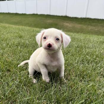 Fluff -  Jack Russell Terrier and Terrier Dog for Adoption in Minneapolis, Minnesota - Fluff | PetCurious