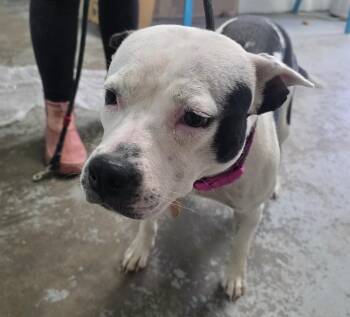 Marley -  Pit Bull Terrier Dog for Adoption in Fayetteville, West Virginia - Marley | PetCurious