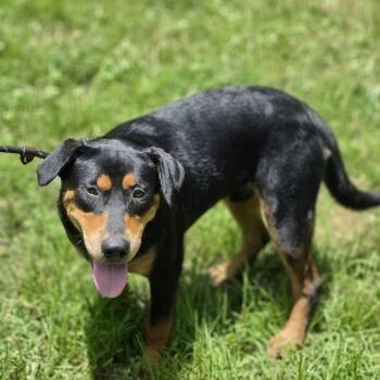 Boe -  Rottweiler and Black Labrador Retriever Dog for Adoption in Cleveland, Texas - Boe | PetCurious