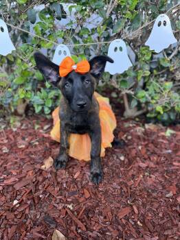 Jasmine -  Dutch Shepherd Dog for Adoption in South El Monte, California - Jasmine | PetCurious