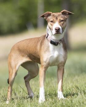 Pit Bull Terrier Dogs Available for Adoption in Bedford, Indiana - Aurora | PetCurious