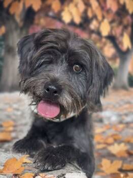 Rescue Schnauzer and Poodle Dogs for Adoption in Tucson, Arizona - Wink | PetCurious