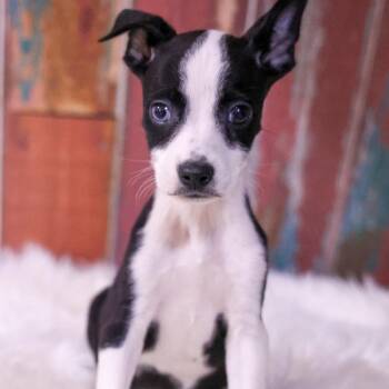 Solstice -  Chihuahua and Mixed Breed Dog for Adoption in Casa Grande, Arizona - Solstice | PetCurious