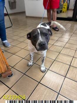 POPPI -  Mixed Breed Dog for Adoption in West Palm Beach, Florida - POPPI | PetCurious