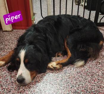 Rescue Bernadoodle Dogs for Adoption in Wheelersburg, Ohio - Piper | PetCurious