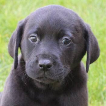 Black Labrador Retriever Dogs Available for Adoption in Eaton, Ohio - Colson | PetCurious