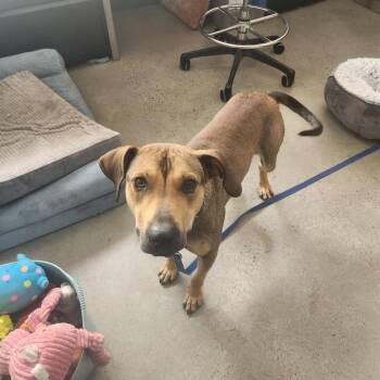 Rescue Hound Dogs for Adoption in New Rochelle, New York - Rufus | PetCurious