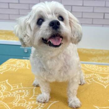 ONeill 14377 -  Lhasa Apso Dog for Adoption in San Francisco, California - ONeill 14377 | PetCurious