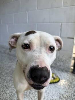 Buck -  Mixed Breed Dog for Adoption in West Chester, Pennsylvania - Buck | PetCurious