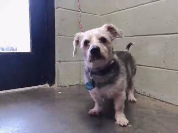 Yorkshire Terrier Dogs Available for Adoption - BUBU | PetCurious