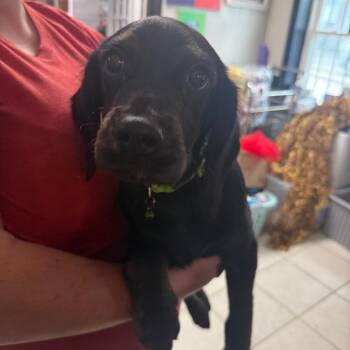Meteor -  Flat Coated Retriever and Spaniel Dog for Adoption in Savannah, Georgia - Meteor | PetCurious