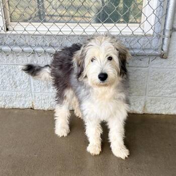 Sheepadoodle Dogs Available for Adoption - Birkin | PetCurious