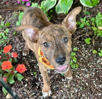 Max (AO36806) -  Boxer Dog for Adoption in Kansas City, Kansas - Max (AO36806) | PetCurious