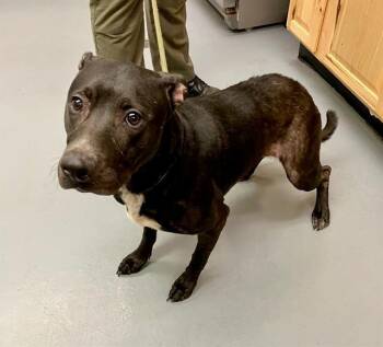 Rescue Black Labrador Retriever Dogs for Adoption in Phoenix, Oregon - Barbie | PetCurious