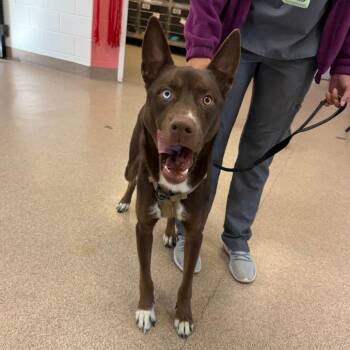 Australian Kelpie and Mixed Breed Dogs Available for Adoption in Ardmore, Oklahoma - Thor | PetCurious