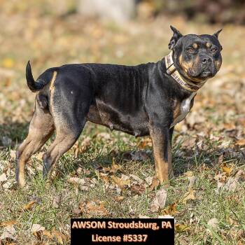 Rescue Staffordshire Bull Terrier Dogs for Adoption in Stroudsburg, Pennsylvania - Reese | PetCurious