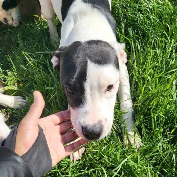 Ellie -  American Bulldog and Pit Bull Terrier Dog for Adoption in Chicago, Illinois - Ellie | PetCurious