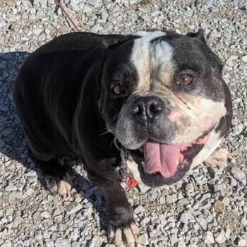 Libby -  English Bulldog Dog for Adoption in East St. Louis, Illinois - Libby | PetCurious