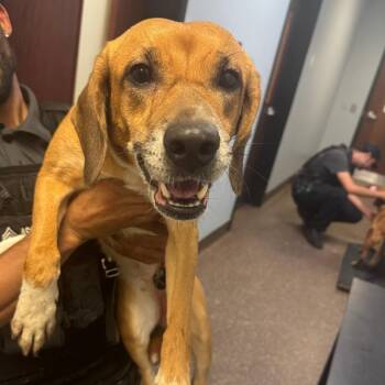 Buttons -  Mixed Breed Dog for Adoption in Columbus, Georgia - Buttons | PetCurious