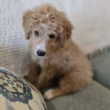 Phoebe -  Poodle and Golden Retriever Dog for Adoption in Grand Rapids, Minnesota - Phoebe | PetCurious