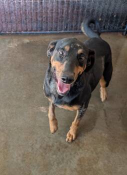 Rescue Catahoula Leopard Dog Dogs for Adoption in Metropolis, Illinois - Spinny | PetCurious