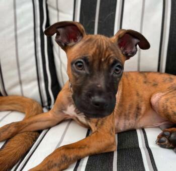 Murphy (AO36804) -  Boxer Dog for Adoption in Kansas City, Kansas - Murphy (AO36804) | PetCurious