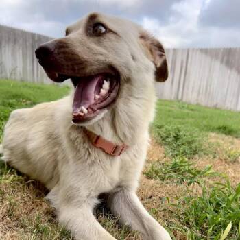 Lilybelle -  Shepherd and Mixed Breed Dog for Adoption in Austin, Texas - Lilybelle | PetCurious