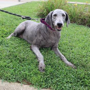 Izzy -  Poodle Dog for Adoption in Goshen, Kentucky - Izzy | PetCurious