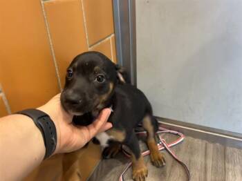RAPUNZEL -  Rottweiler Dog for Adoption in Rowlett, Texas - RAPUNZEL | PetCurious