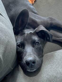 Husky and Great Dane Dogs Available for Adoption in Lincoln, Nebraska - Kai | PetCurious