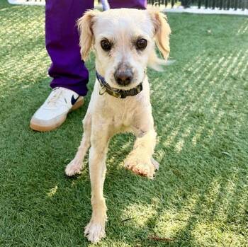 Miniature Poodle Dogs Available for Adoption in Walnut Creek, California - Chandler | PetCurious