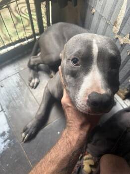 DOBBY -  Pit Bull Terrier Dog for Adoption in Camarillo, California - DOBBY | PetCurious
