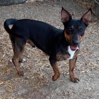 Wolfie -  Dachshund and Mixed Breed Dog for Adoption in Belleville, Illinois - Wolfie | PetCurious