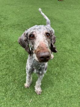 Chewbacca -  Poodle Dog for Adoption in Little Elm, Texas - Chewbacca | PetCurious