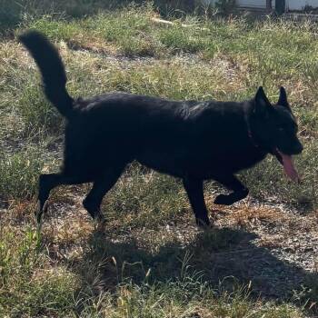 Banditt -  Shepherd and Chow Chow Dog for Adoption in Hackett, Arkansas - Banditt | PetCurious