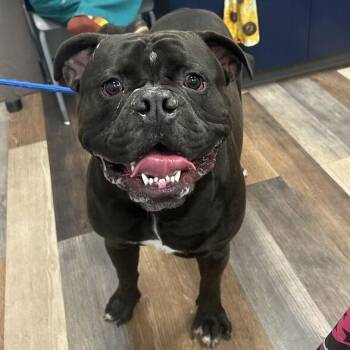 Hamburger -  American Bulldog Dog for Adoption in Dayton, Ohio - Hamburger | PetCurious