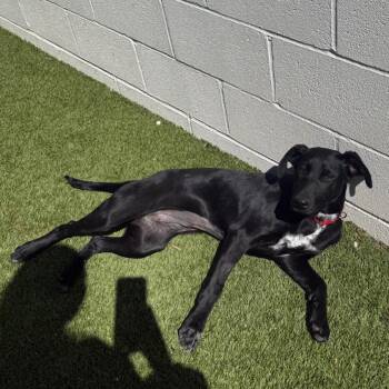 Labrador Retriever Dogs Available for Adoption in Loxahatchee Groves, Florida - DAPHANE 0358 | PetCurious