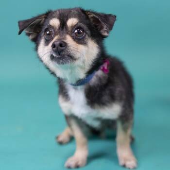 Terrier Dogs Available for Adoption in Portland, Oregon - Sully | PetCurious