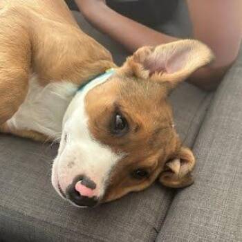 Brynn -  Mixed Breed Dog for Adoption in South Elgin, Illinois - Brynn | PetCurious