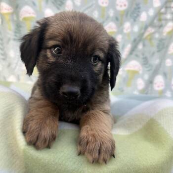 Storm -  Catahoula Leopard Dog and Mixed Breed Dog for Adoption in Salt Lake City, Utah - Storm | PetCurious