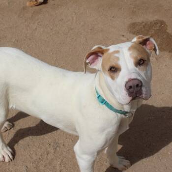 Pit Bull Terrier Dogs Available for Adoption in Yucca Valley, California - Blondie | PetCurious