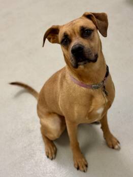 Bella -  Boxer Dog for Adoption in Winnipeg, Manitoba - Bella | PetCurious