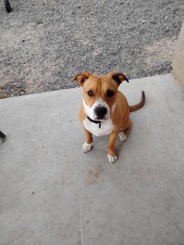 American Staffordshire Terrier Dogs Available for Adoption in Albuquerque, New Mexico - Sheba | PetCurious