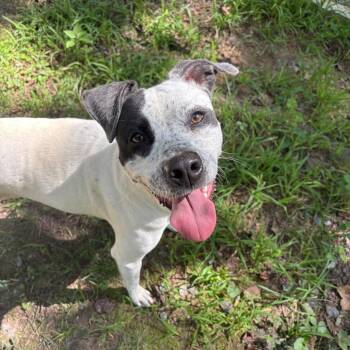 Pointer and Terrier Dogs Available for Adoption in Columbus, North Carolina - Josie | PetCurious