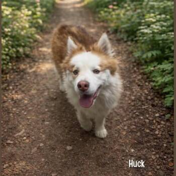 Huck -  Husky Dog for Adoption in Shreveport, Louisiana - Huck | PetCurious