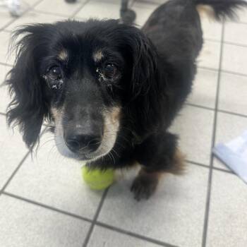 Rosey Posey Mosey -  Mixed Breed Dog for Adoption in Charleston, West Virginia - Rosey Posey Mosey | PetCurious